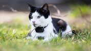 Die vermisste Samtpfote war mit einem GPS-Tracker ausgestattet. (Symbolfoto)
