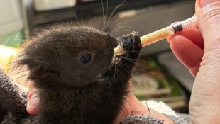 Dieses Eichkätzchen-Baby wurde liebevoll in der Wildtierstation aufgepäppelt.