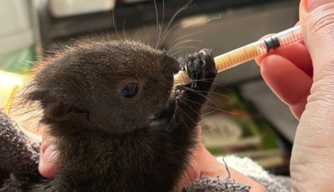 Dieses Eichkätzchen-Baby wurde liebevoll in der Wildtierstation aufgepäppelt.