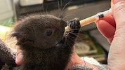 Dieses Eichkätzchen-Baby wurde liebevoll in der Wildtierstation aufgepäppelt.