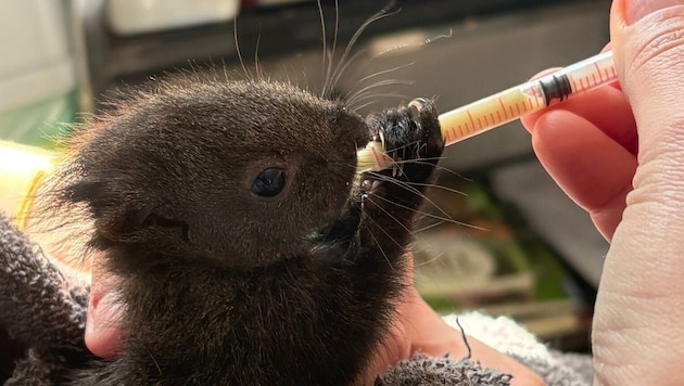 Dieses Eichkätzchen-Baby wurde liebevoll in der Wildtierstation aufgepäppelt.