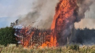 Eine Thujenhecke fing durch Funkenflug Feuer (Symbolbild)