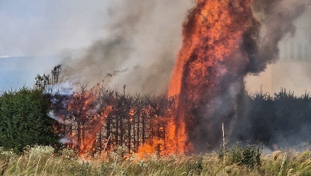 Eine Thujenhecke fing durch Funkenflug Feuer (Symbolbild)