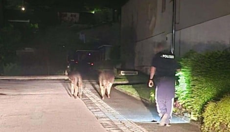 Die Beamten begleiteten die Vierbeiner auf ihrem Marsch.