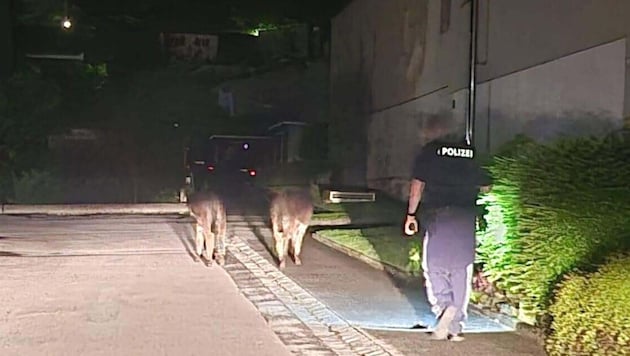 Die Beamten begleiteten die Vierbeiner auf ihrem Marsch.