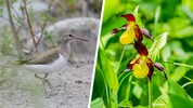 Der Flussuferläufer brütet derzeit auf Schotterbänken am Lech. Bis etwa Mitte Juni blüht der ...