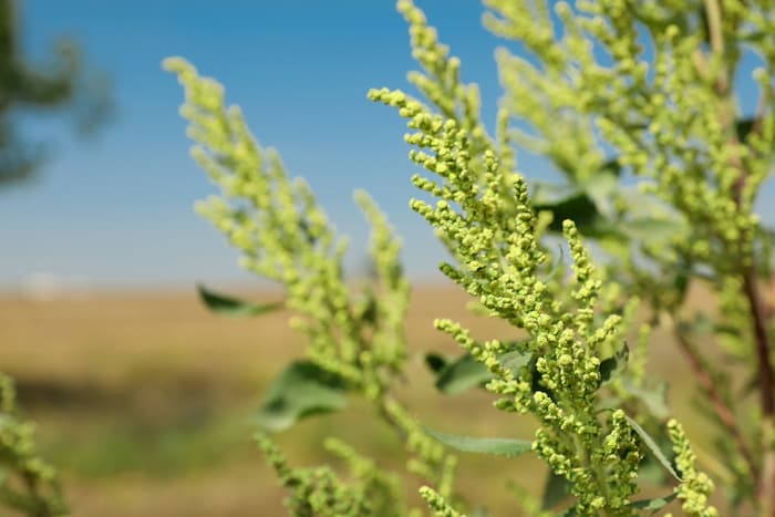 Ragweed, auch Beifuß-Traubenkraut und Ambrosia genannt, wuchert oft an Straßenrändern.