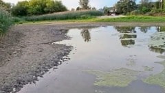 In der Klosterneuburger Au ist das Baden aufgrund einer Blaualgenpest verboten.