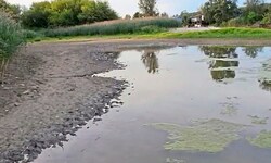 In der Klosterneuburger Au ist das Baden aufgrund einer Blaualgenpest verboten.