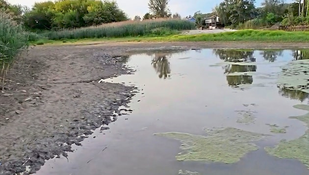In der Klosterneuburger Au ist das Baden aufgrund einer Blaualgenpest verboten.