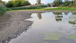 In der Klosterneuburger Au ist das Baden aufgrund einer Blaualgenpest verboten.