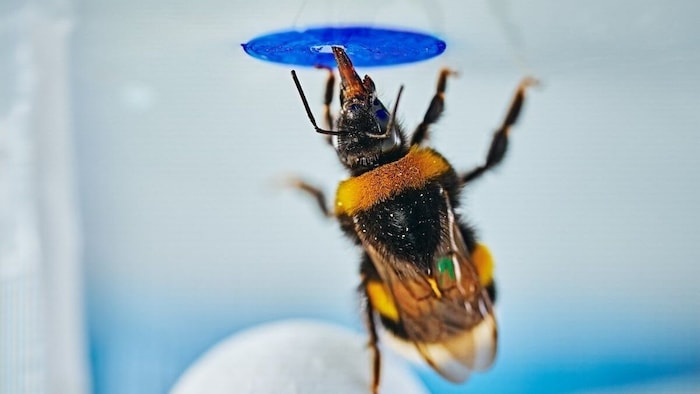 Die Hummel gelangt dank einer Styroporkugel, auf die sie klettert, an die Belohnung (blau ...