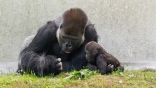 Gorilla-Papa „Awembe“ ist ein liebevoller Papa, Söhnchen „Jabari“ ist aufmerksam.