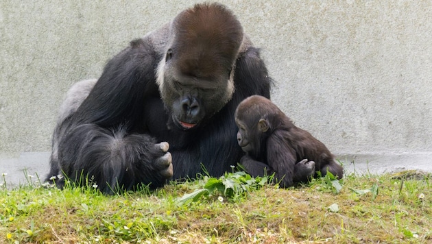 Gorilla-Papa „Awembe“ ist ein liebevoller Papa, Söhnchen „Jabari“ ist aufmerksam.