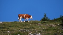 Das Vieh genießt den Sommer auf der Alm – für Wanderer gelten Regeln.