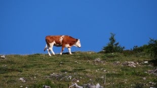 Das Vieh genießt den Sommer auf der Alm – für Wanderer gelten Regeln.