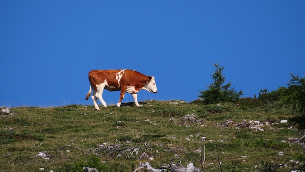 Das Vieh genießt den Sommer auf der Alm – für Wanderer gelten Regeln.
