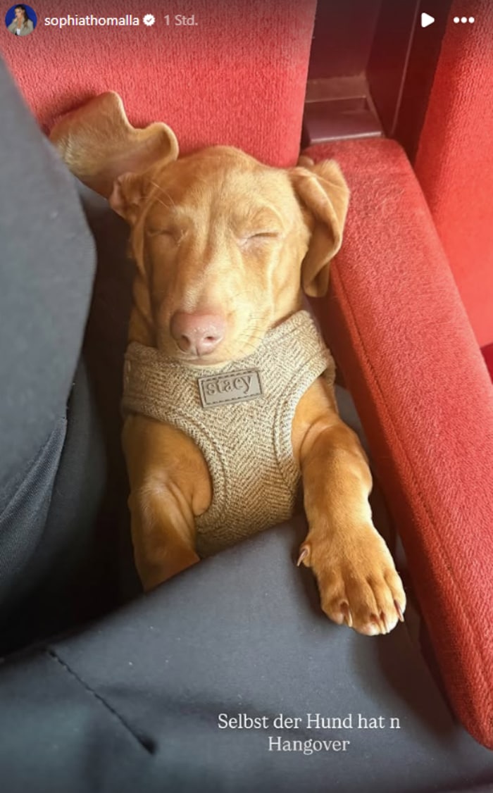 Auch der Hund zollte dem aufregenden Tag Tribut.