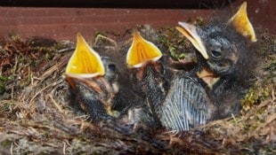 Junge Rotschwänzchen warten auf Futter – die Elterntiere verwenden das Nest nur einmal.
