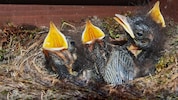 Junge Rotschwänzchen warten auf Futter – die Elterntiere verwenden das Nest nur einmal. ...