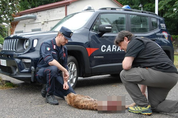 Paolo Molinari mit dem überfahrenen Luchs-Weibchen.