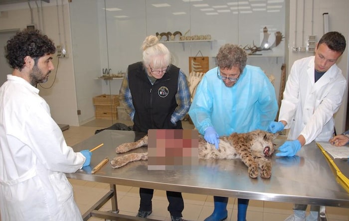 Veterinärmediziner untersuchten die überfahrene Luchsin.