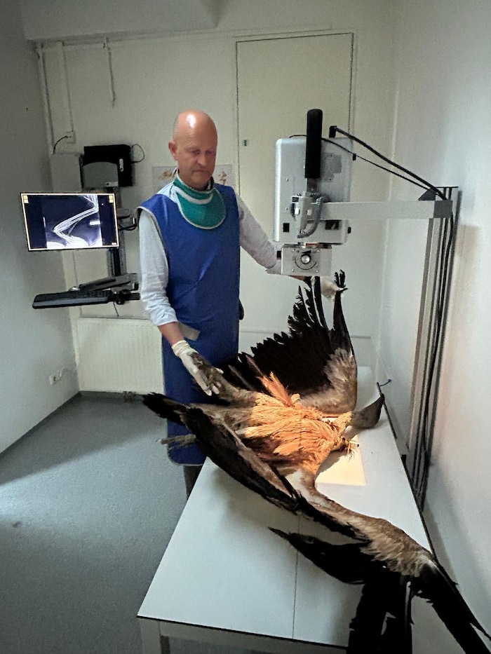 Gerhard Kutschera bei der Untersuchung des Wildvogels