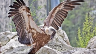 Ein Gänsegeier, hier im Zoo