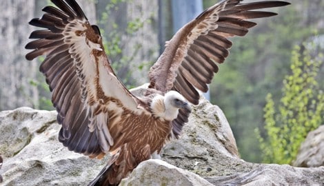 Ein Gänsegeier, hier im Zoo