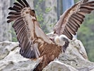 Ein Gänsegeier, hier im Zoo