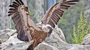 Ein Gänsegeier, hier im Zoo