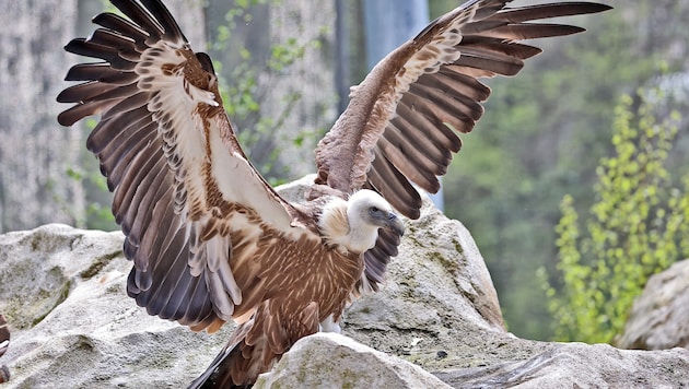 Ein Gänsegeier, hier im Zoo