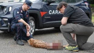 Paolo Molinari mit dem überfahrenen Luchs-Weibchen