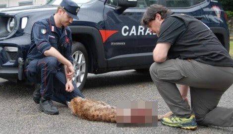 Paolo Molinari mit dem überfahrenen Luchs-Weibchen