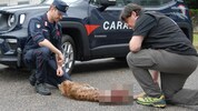 Paolo Molinari mit dem überfahrenen Luchs-Weibchen