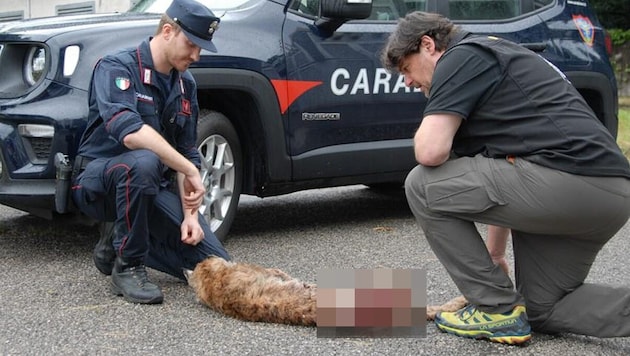 Paolo Molinari mit dem überfahrenen Luchs-Weibchen