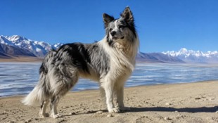 „Chutou“ reiste mit seinem Herrchen durch China und begeisterte mit seinen Abenteuern eine große ...