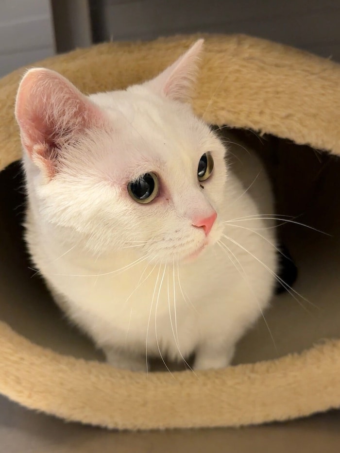 Katzenschönheit träumt von einem ruhigen Zuhause.
