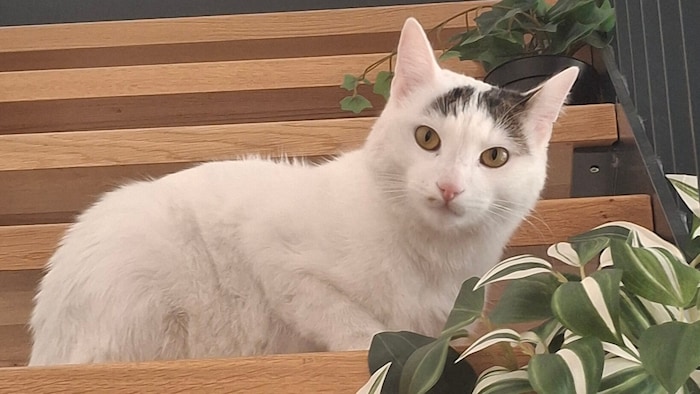 Kater Cleo wird gesucht.