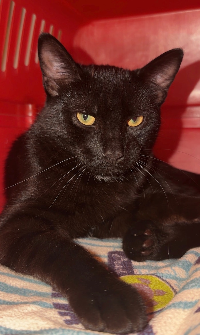 Dieser Kater ist vor rund drei Wochen in Graz zugelaufen.