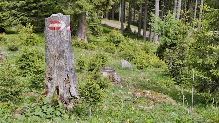 Markierungen sind bis zum See angebracht.