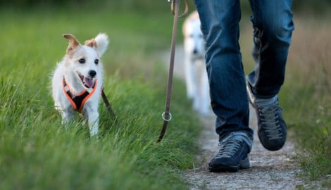 Ein Spaziergang durch Wiesen, Felder oder den Park gehört für viele Hunde zu den schönsten ...
