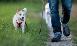 Ein Spaziergang durch Wiesen, Felder oder den Park gehört für viele Hunde zu den schönsten ...