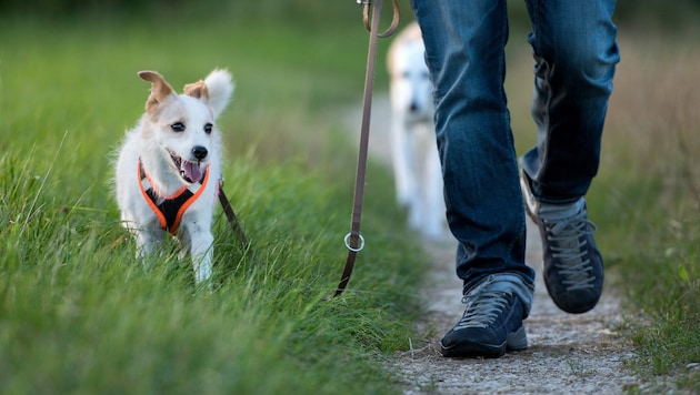 Ein Spaziergang durch Wiesen, Felder oder den Park gehört für viele Hunde zu den schönsten ...