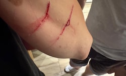 Seit Monaten dürfte der Kater in einer Siedlung in Korneuburg für Probleme sorgen. 