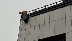 In luftiger Höhe sorgte „Larry“ für einen Feuerwehreinsatz.