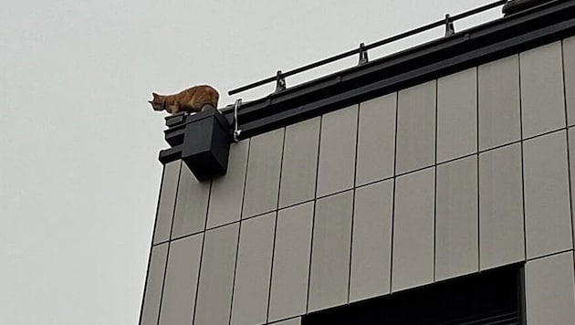 In luftiger Höhe sorgte „Larry“ für einen Feuerwehreinsatz.
