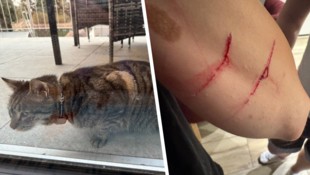 Seit Monaten dürfte der Kater in einer Siedlung in Korneuburg für Probleme sorgen. Er soll alles ...
