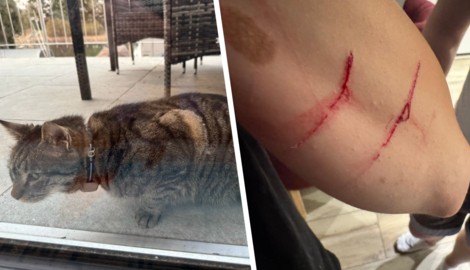 Seit Monaten dürfte der Kater in einer Siedlung in Korneuburg für Probleme sorgen. Er soll alles ...