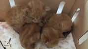 Einfach im Müll entsorgt wurden diese drei Katzen.